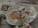 Moeraki Boulders (15. Nov.)