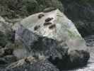 Seal Rock im Milford Sound (19. Nov.)