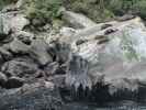 Seal Rock im Milford Sound (19. Nov.)