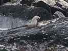 Seal Rock im Milford Sound (19. Nov.)