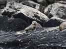 Seal Rock im Milford Sound (19. Nov.)