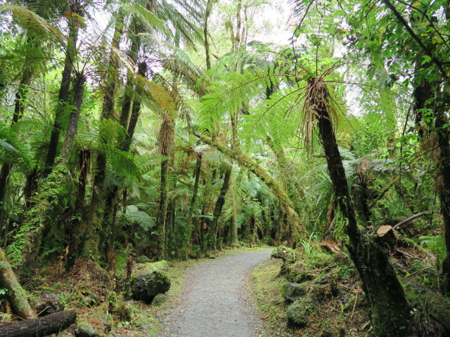 bei der Glacier View Road im Westland Tai Poutini National Park (21. Nov.)