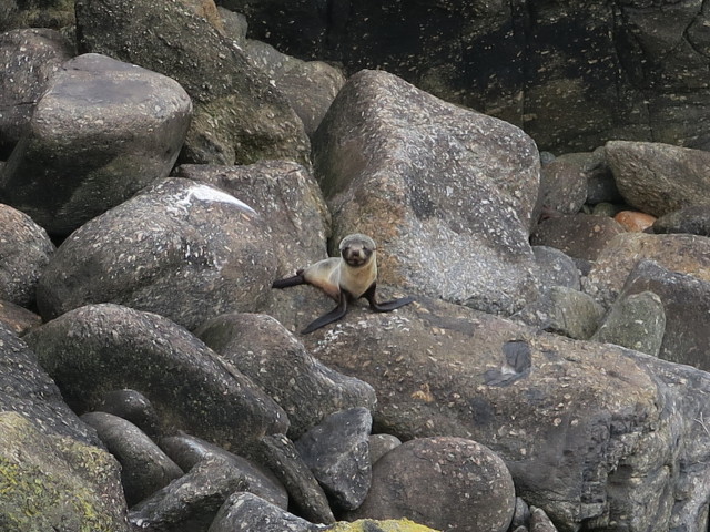 Tauranga Bay Seal Colony (23. Nov.)