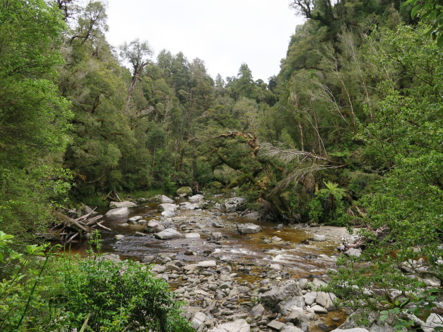 Oparara River im Kahurangi National Park (24. Nov.)