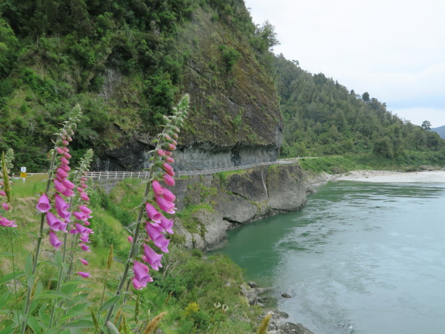 Lower Buller Gorge (24. Nov.)