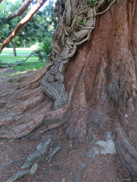 Christchurch Botanic Gardens (26. Nov.)