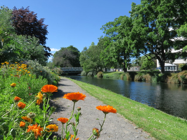 Avon River in den Christchurch Botanic Gardens (26. Nov.)