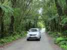 Glacier View Road im Westland Tai Poutini National Park (21. Nov.)