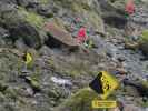 neben dem Fox Glacier Valley Walk im Westland Tai Poutini National Park (21. Nov.)