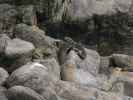 Tauranga Bay Seal Colony (23. Nov.)