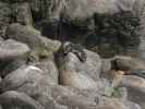 Tauranga Bay Seal Colony (23. Nov.)