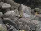 Tauranga Bay Seal Colony (23. Nov.)