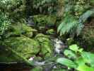 beim Oparara River im Kahurangi National Park (24. Nov.)