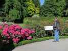 Papa im Central Rose Garden in den Christchurch Botanic Gardens (26. Nov.)