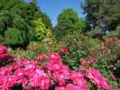 Central Rose Garden in den Christchurch Botanic Gardens (26. Nov.)