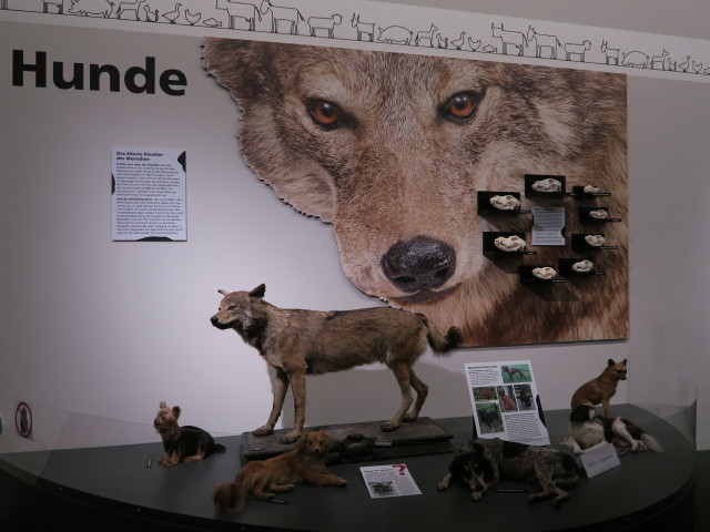 Sonderausstellung 'MuH - Mensch und Haustier'