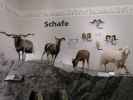 Sonderausstellung 'MuH - Mensch und Haustier'