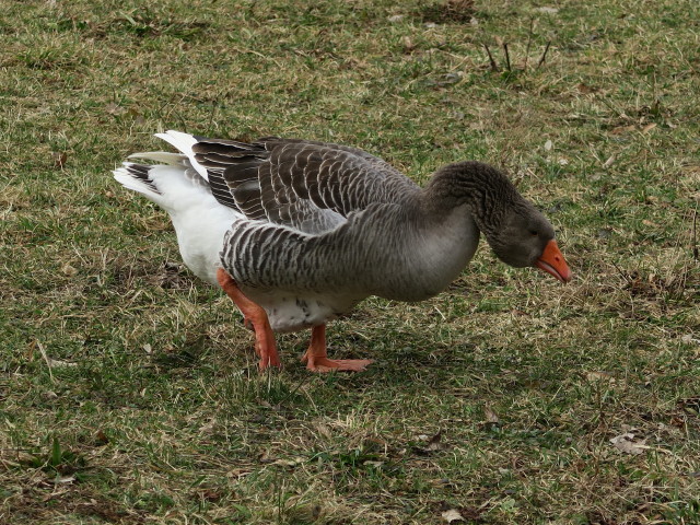 Tierpark: Gans