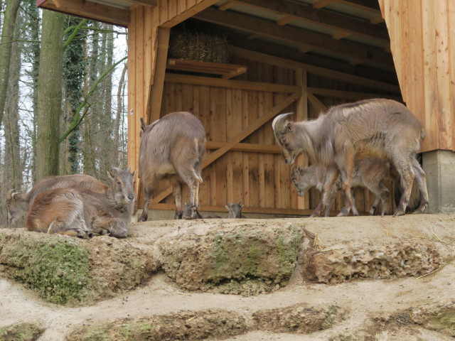 Tierpark: Tahrs