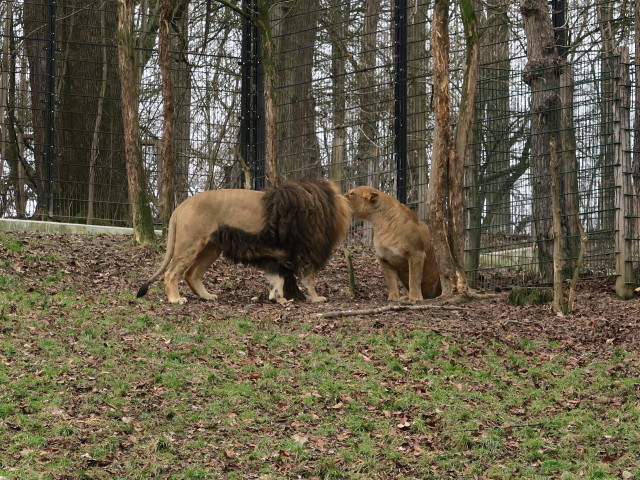 Tierpark: Löwen