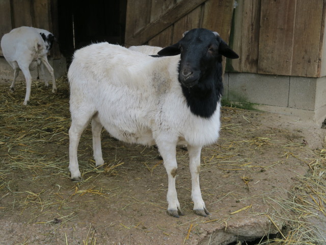 Tierpark: Schwarzkopfschafe