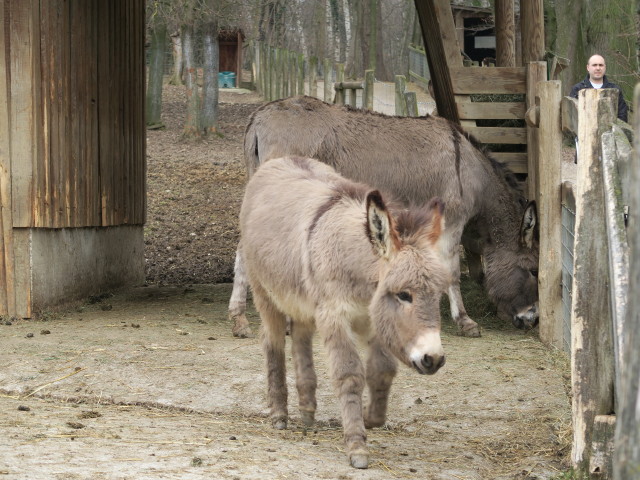 Tierpark: Hausesel