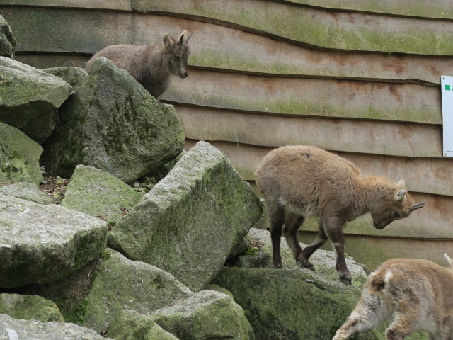 Tierpark: Alpensteinböcke