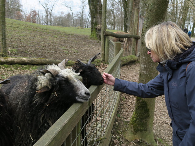 Tierpark: Mama bei den Zackelschafen