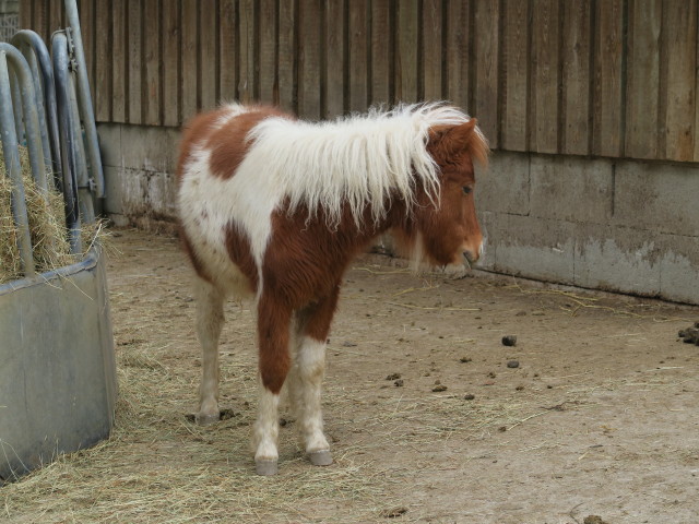 Tierpark: Shetland-Pony