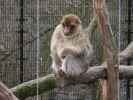 Tierpark: Magot