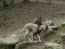 Tierpark: Bezoarziegen