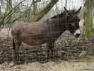 Tierpark: Zwergesel