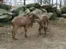 Tierpark: Mähnenspringer