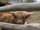 Tierpark: Schottisches Hochlandrind