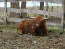 Tierpark: Schottisches Hochlandrind