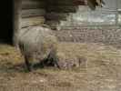 Tierpark: Wildschweine