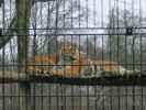 Tierpark: Tiger