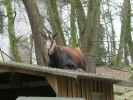 Tierpark: Alpensteinbock