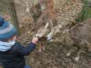 Tierpark: Zwergziegen