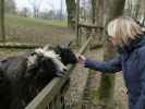 Tierpark: Mama bei den Zackelschafen