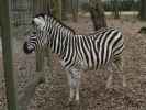 Tierpark: Zebra