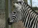 Tierpark: Zebra