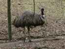 Tierpark: Emu