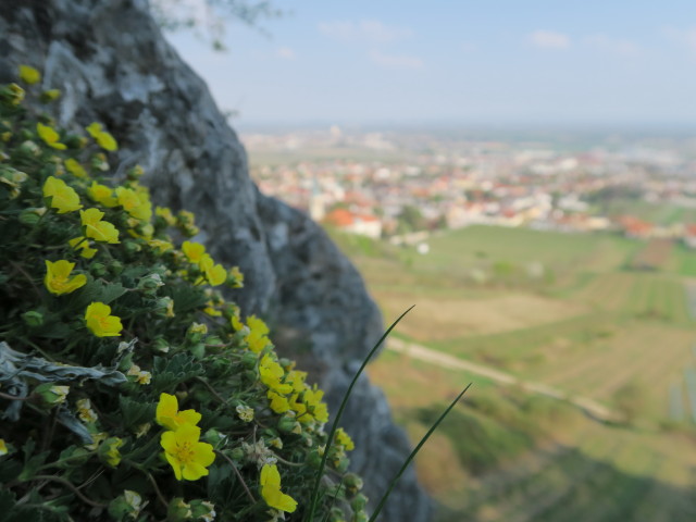 Gumpoldskirchen vom Gumpoldskirchner Klettersteig aus