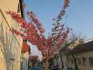 Neustiftgasse