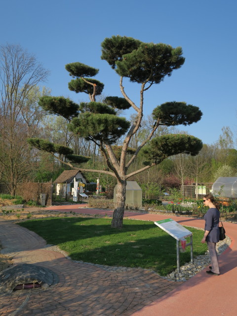 Sabine im Garten 'Hexentanz'