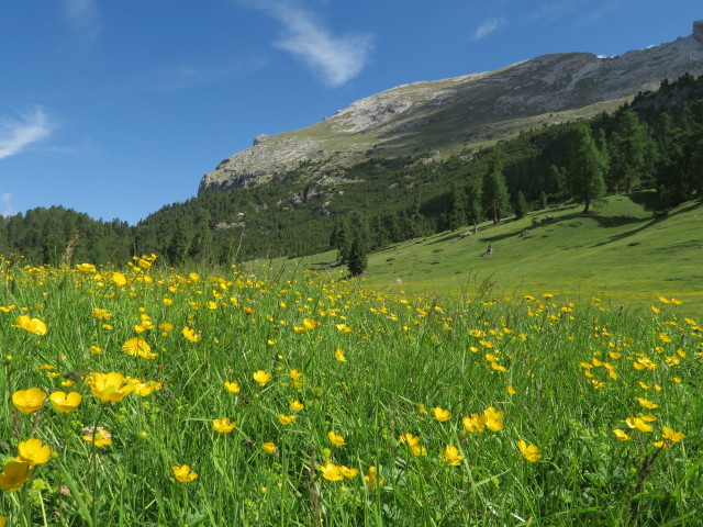 zwischen Plätzwiesensattel und Dürrensteinalpe (15. Juni)