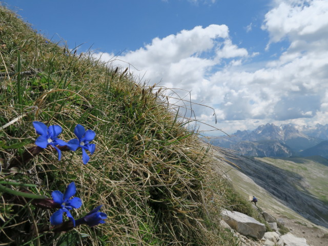 neben Weg 40 zwischen Dürrenstein und Dürrensteinalpe (15. Juni)
