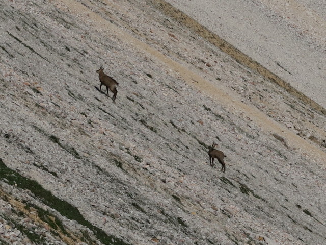 neben Weg 13 zwischen Ju de Sant Antone und Plan dles Sarenes (17. Juni)