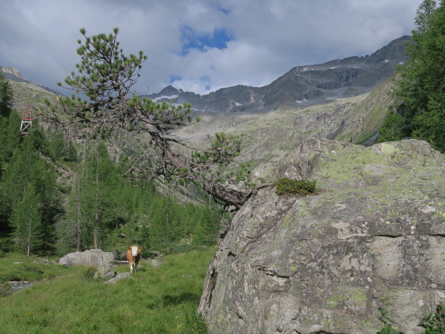 Patscher Tal (8. Juli)